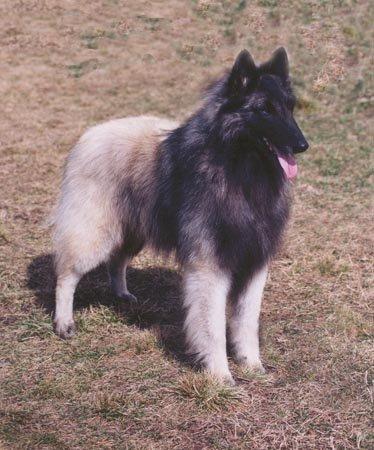 grey belgian tervuren