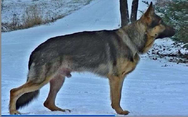 lebenshunger german shepherds