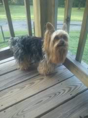 Carroll's Lil' Booger