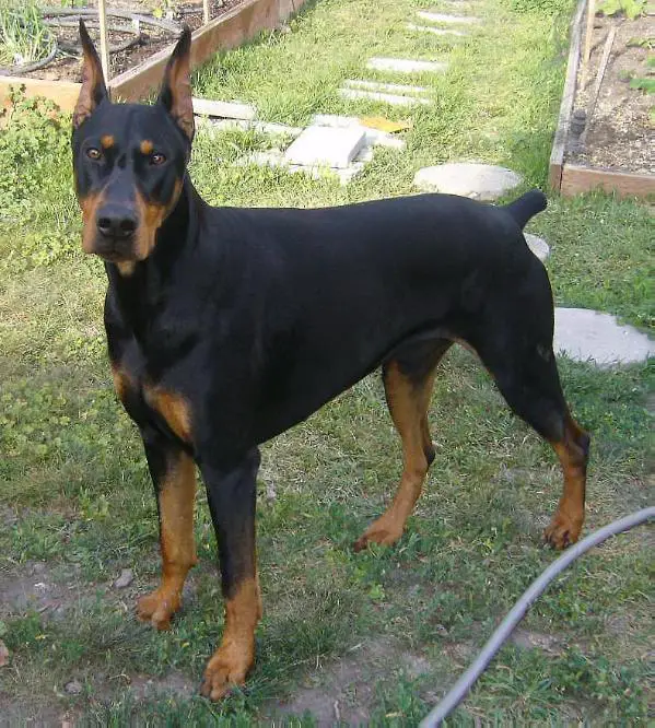 english teddy bear company