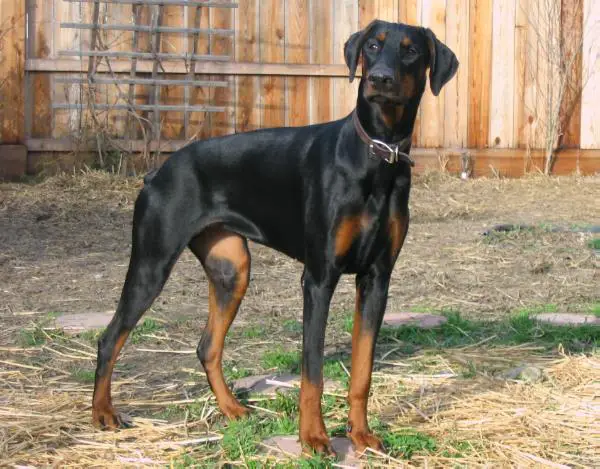 Landgraf doberman sales