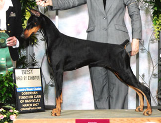 adamas dobermans