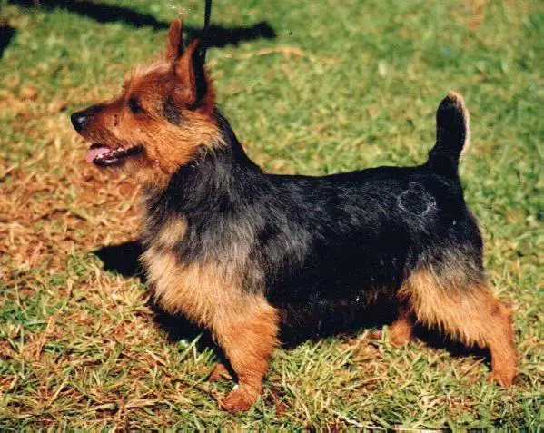 Ranneks Kuranga
