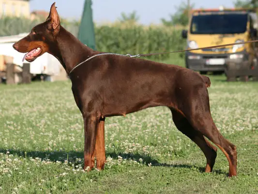 del nasi doberman