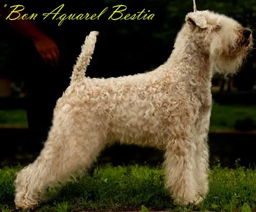 Bon aquarel bestia