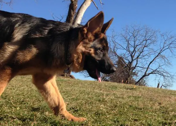 von haus wisenbaker german shepherds