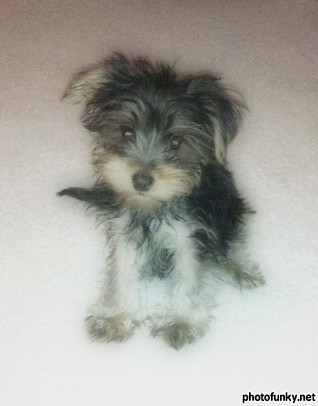 Gizmo
