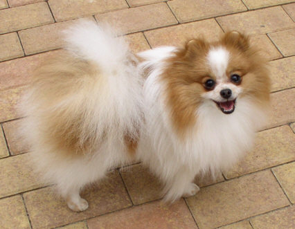 chars pomeranians