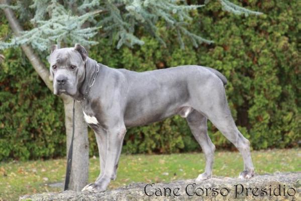 silver cane corso puppies for sale