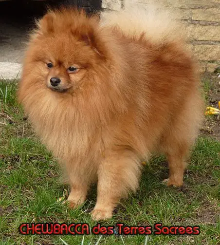 Chewbacca des Terres Sacrees