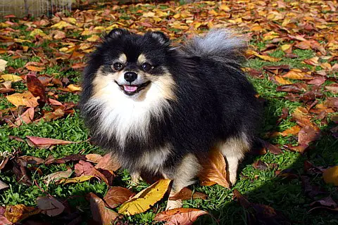 Ku- Elen My Black & Tan Miracle