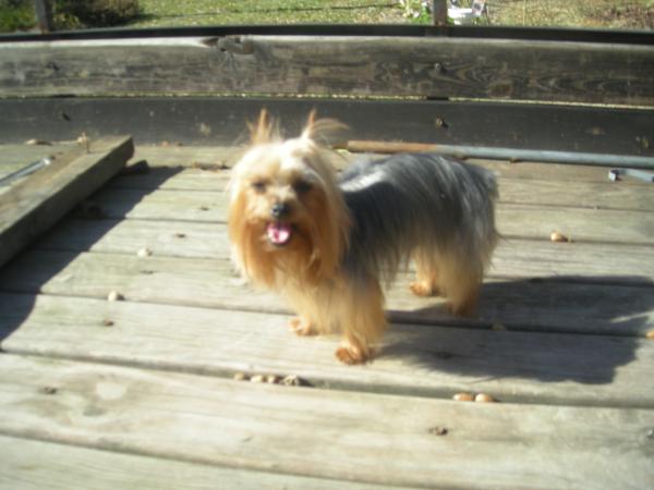 My GOLDEN BOY GIN