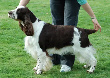 Graftonbury Navahoe At Dexbenella