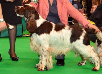 Petranella Perfick Choice For Beresford