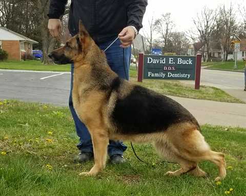 Smoky mountain shop german shepherds