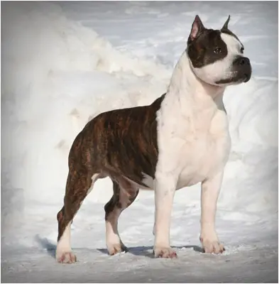 Big amstaff best sale
