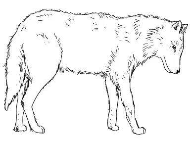 Šarik Canis Lupus Lupus