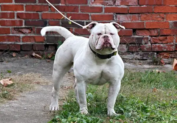 solid white american bulldog