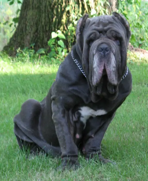 IL DRAGO DYSIS