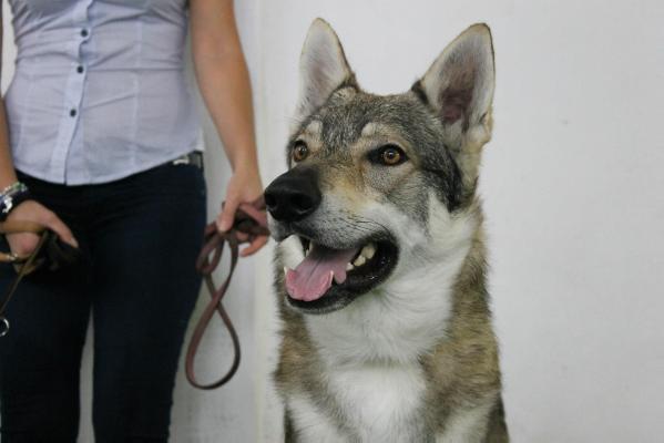 Misha