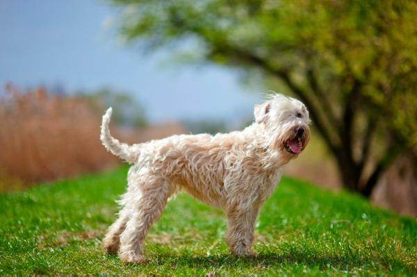 Gala Dalí Wheaten Darling