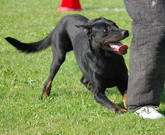 Comanche des Scorpions Intrepides