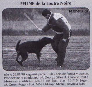 Feline de la Loutre Noire