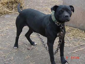 Cardenas pitbulls deals for sale