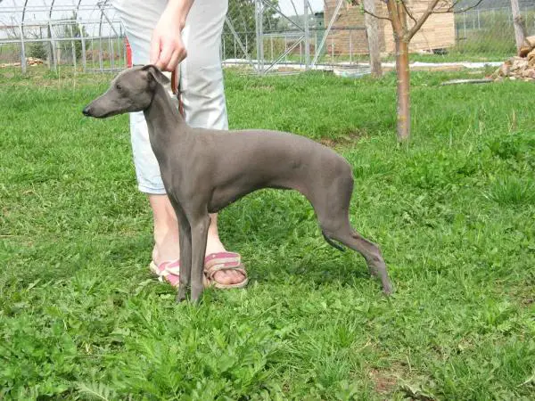 Zhemchuzhina Dona Victoria
