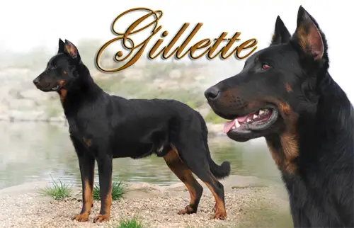 Gillette de l'Ame du Loup