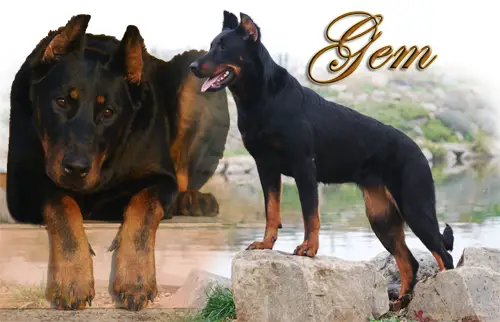 Gem de l'Ame du Loup