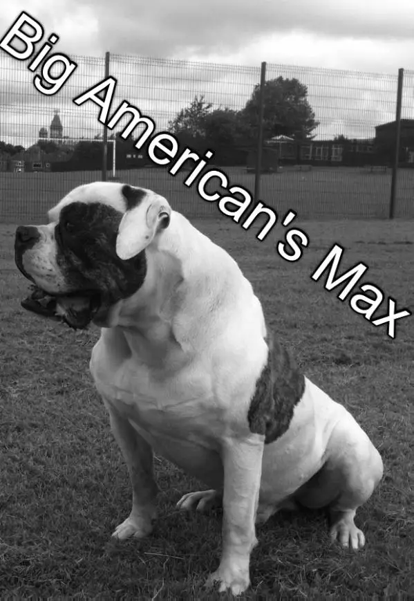 Is It Easy To Confuse A White Boxer With A White American Bulldog Quora