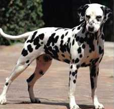 Aurora of the Ebony Spots