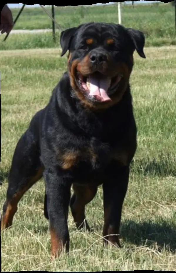 serbian rottweiler