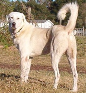 Patteran Haluk of Ashkabad