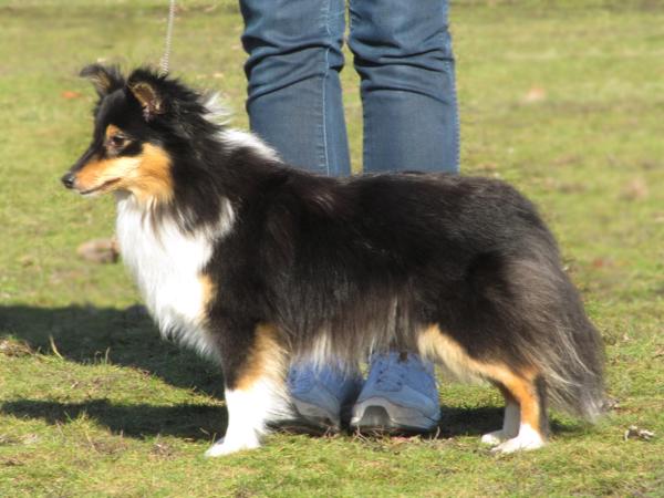 Rubin Rose Miss Merrie Melody