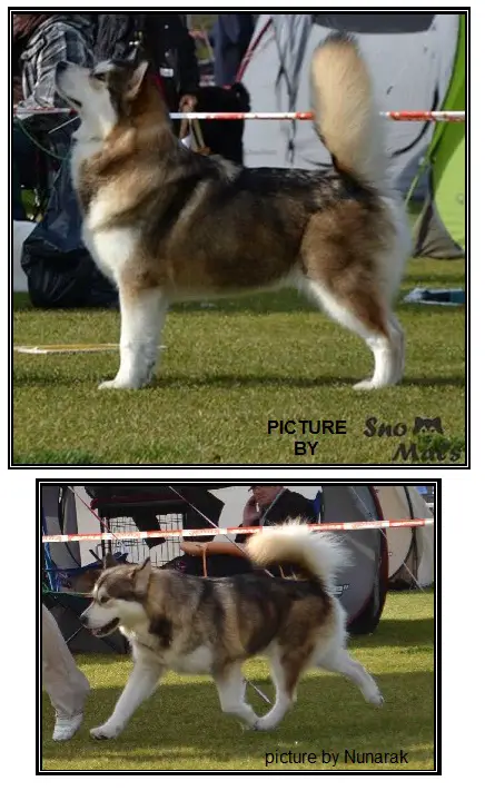 Malamute sanctuary shop