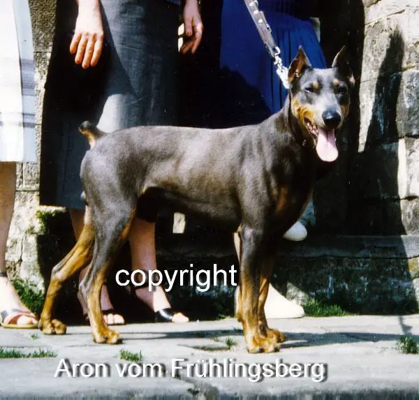 ARON vom Fruhlingsberg
