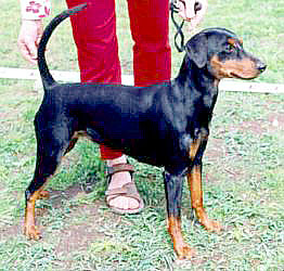 Ceriinan ADELE
