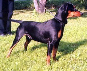 Ceriinan TANYA