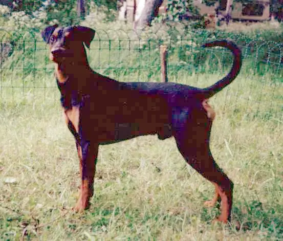 Ceriinan NINO