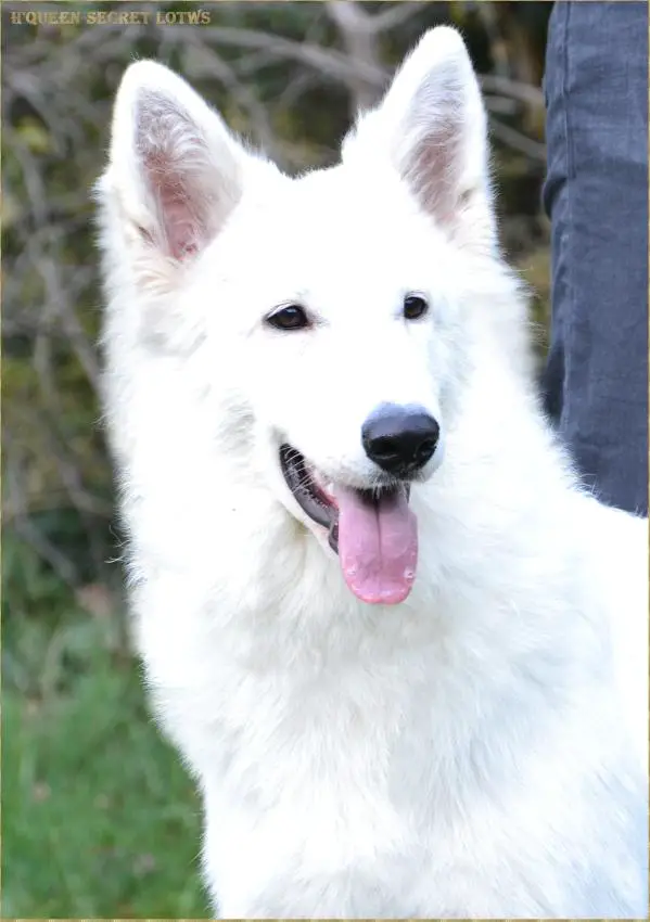 pedigree database white shepherd
