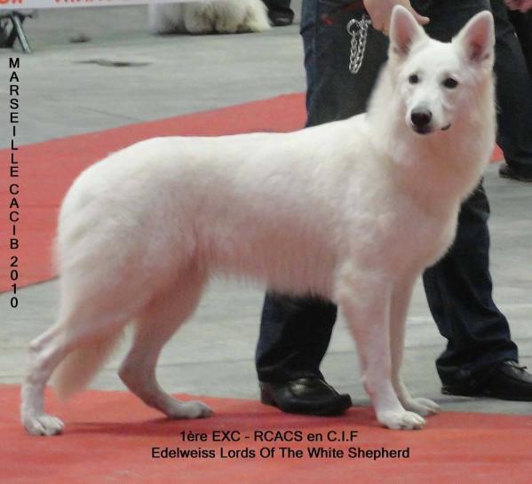 pedigree database white shepherd
