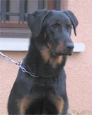 Athalia des Lauriers d'Eguilles