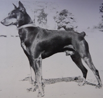 OMO von der Birkenheide