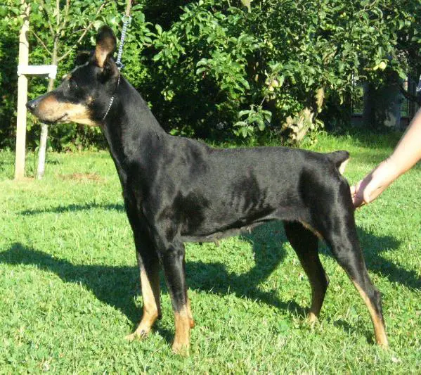 AFRA Zorana