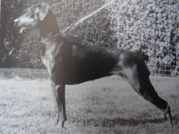YANKA vom Munchhof