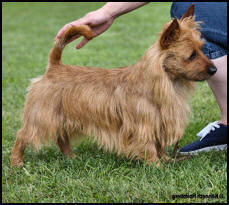 Nellyson's He Dog