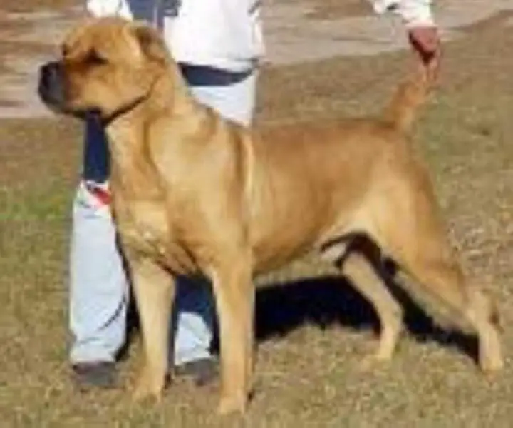 Bel monte cane sales corso