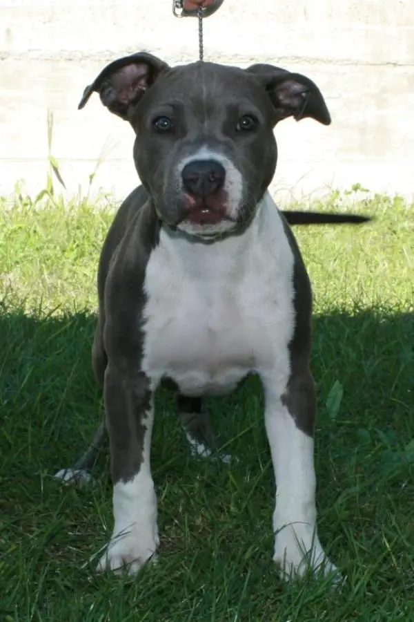 Beste Blue Amstaff Grey's AI-36